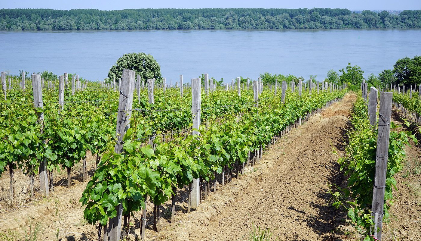 pogled na vinograd pored dunava