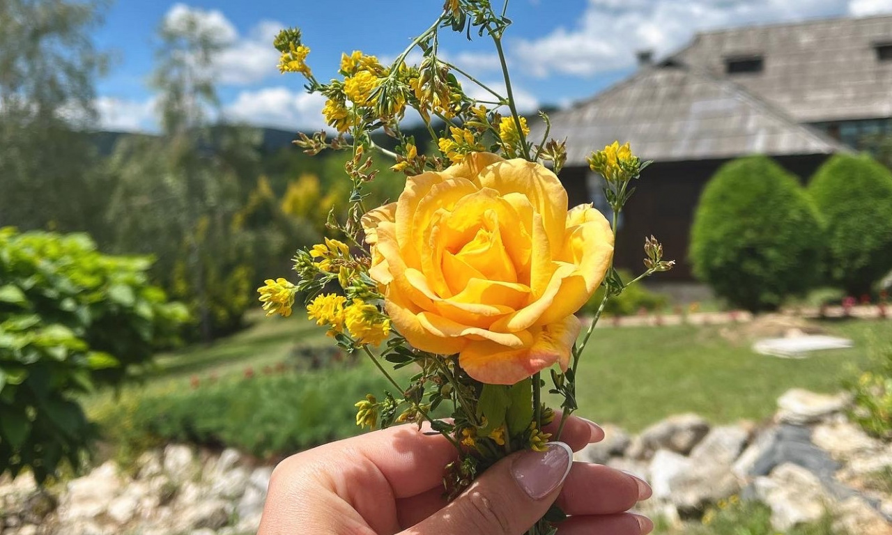 BUĐENjE UZ MIRIS ČETINARA