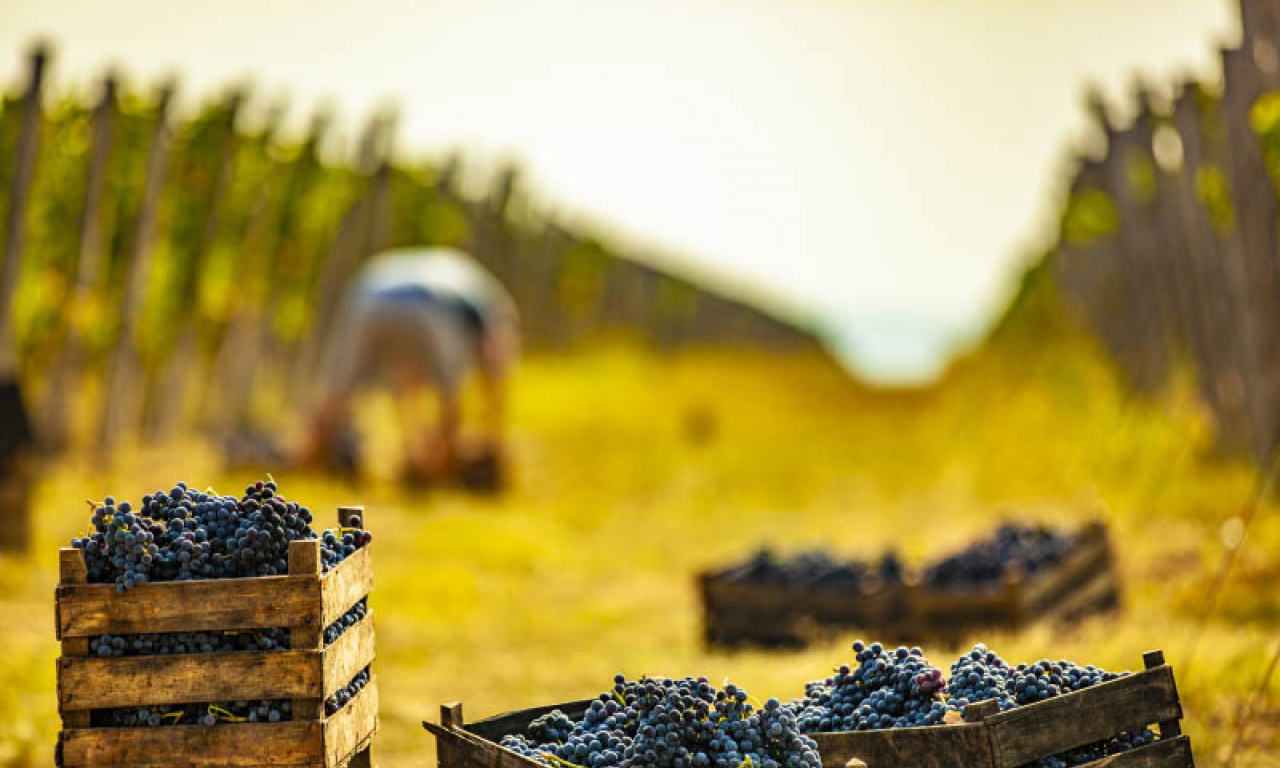 KAD VINO POTEČE IZ GRADSKE FONTANE